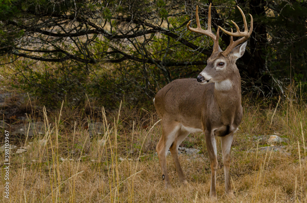 deer in the wild deer in the wild