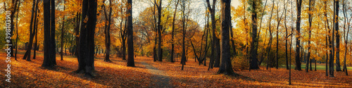 bright colors of October. wide panoramic view of a deserted autumn city park with a lawn under fallen leaves and a pedestrian path between tall trees