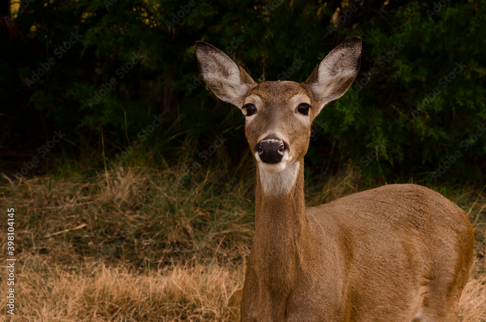 female deer close up