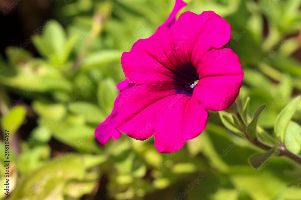 Petunia hybrida Vilm flower are blooming in the garden Petunia hybrida Vilm flower are blooming in the garden