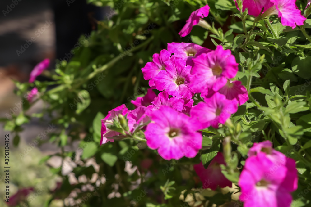 Petunia hybrida Vilm flower are blooming in the garden Petunia hybrida Vilm flower are blooming in the garden