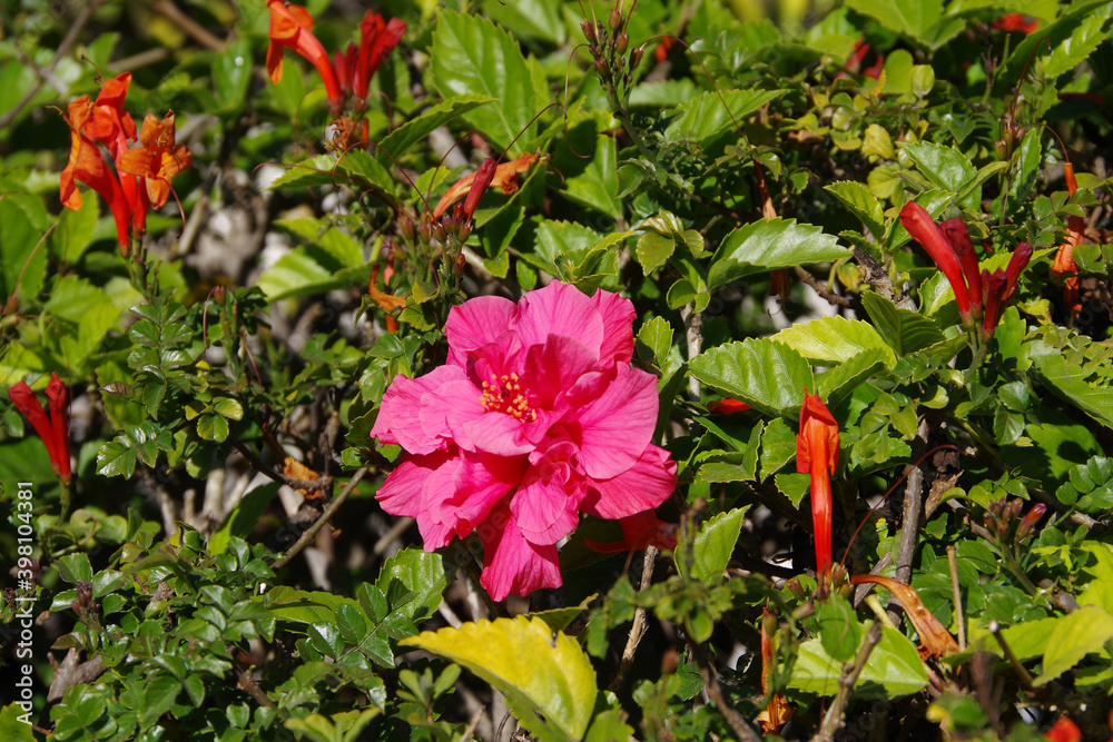 Close-up view of a pink double hibiscus blossom