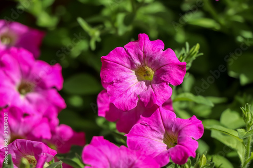 Petunia hybrida Vilm flower are blooming in the garden 