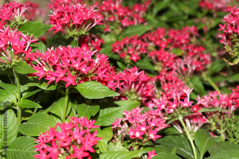 Pentas lanceolata Flower are blooming in the garden Pentas lanceolata Flower are blooming in the garden