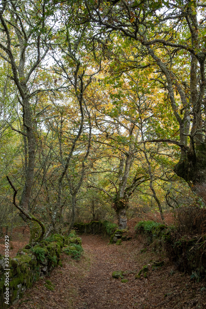 footpath in the woods during fall footpath in the woods during fall