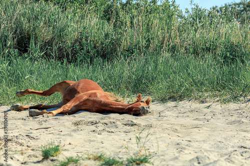horse is resting lying on its side in the sand © metelevan