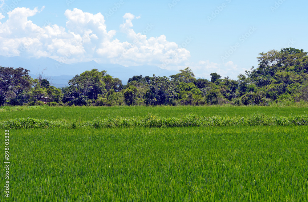 Rice plantation under blue sky
