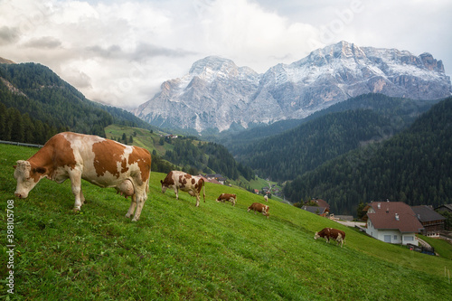 Herd of cows in a meadow in the Alps , Italy © Shchipkova Elena
