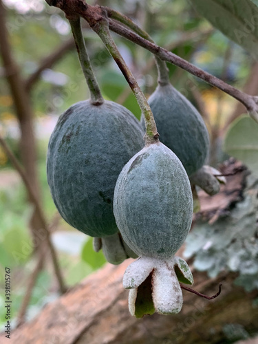 Feijoa fruit on the branch 