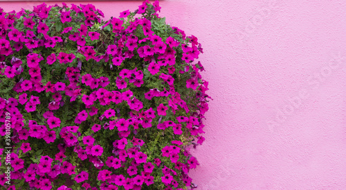 Beautiful flowers on a pink wall background