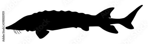 silhouette of a sturgeon fish vector