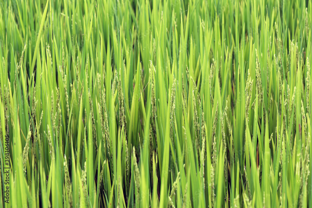 Closeup of rice paddy with ears in detail Closeup of rice paddy with ears in detail