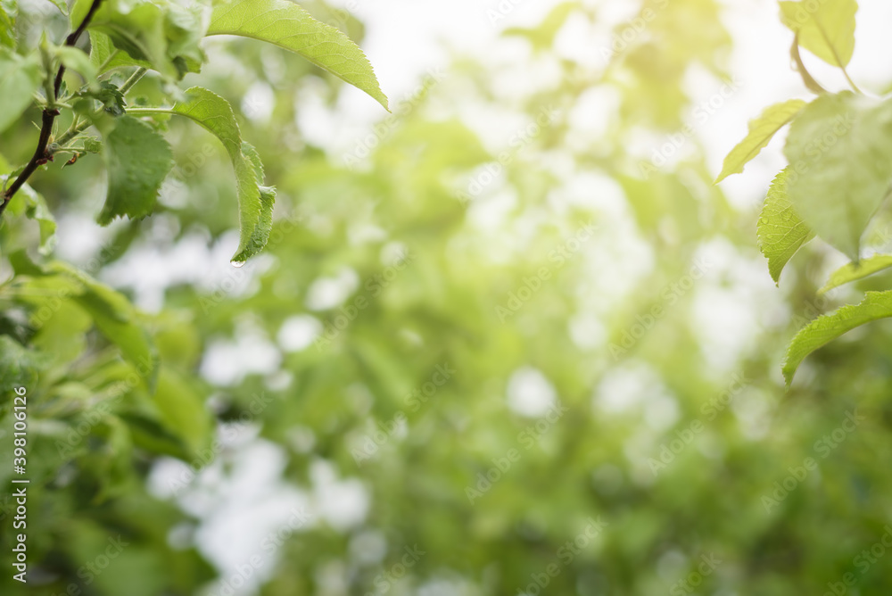 Abstract natural background with green foliage Abstract natural background with green foliage