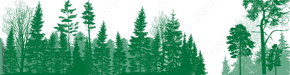 forest with green pines on white forest with green pines on white