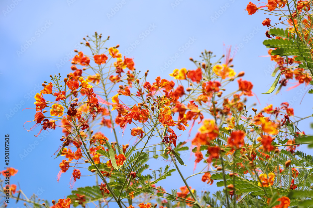 flower is blooming and green leaf flower is blooming and green leaf