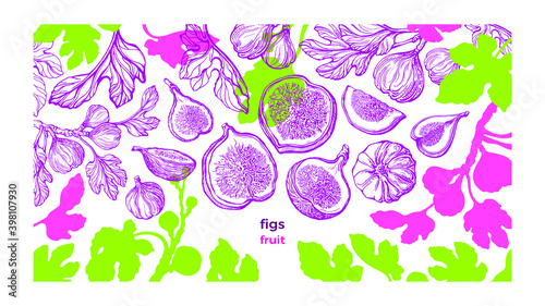 Figs plant. Vector plantation. Hand drawn sketch