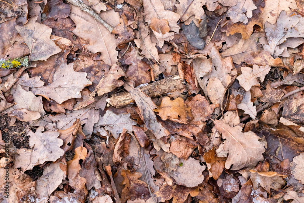 autumn leaves, concept background, brown color