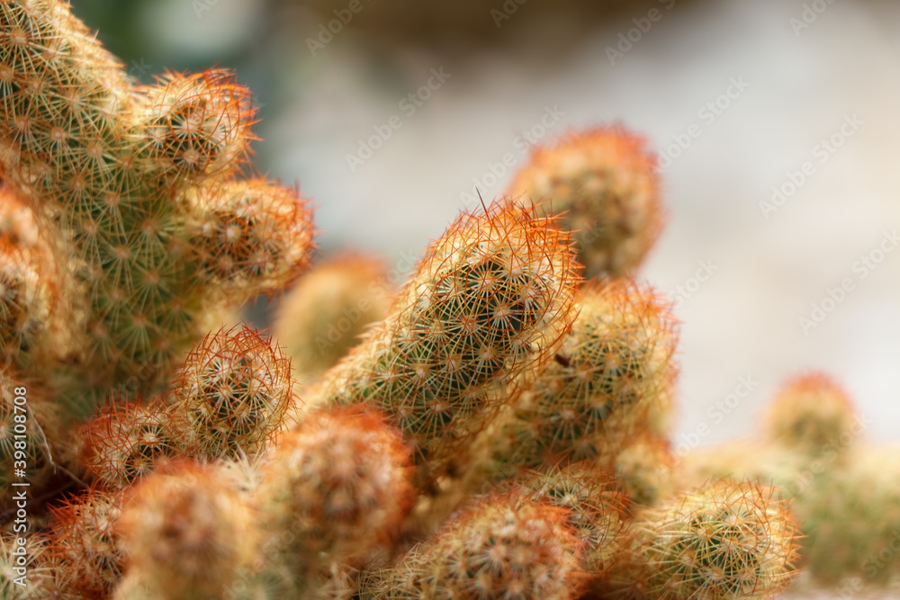 Cactus are growing up in garden Cactus are growing up in garden