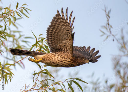 Cooper's Hawk in Flight
