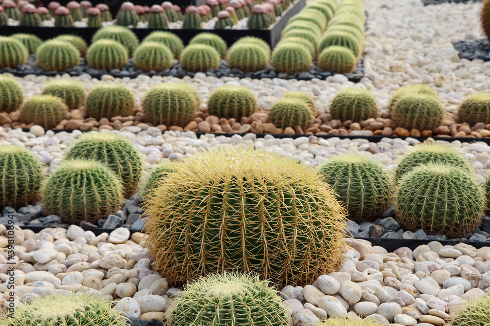 Cactus are growing up in garden Cactus are growing up in garden