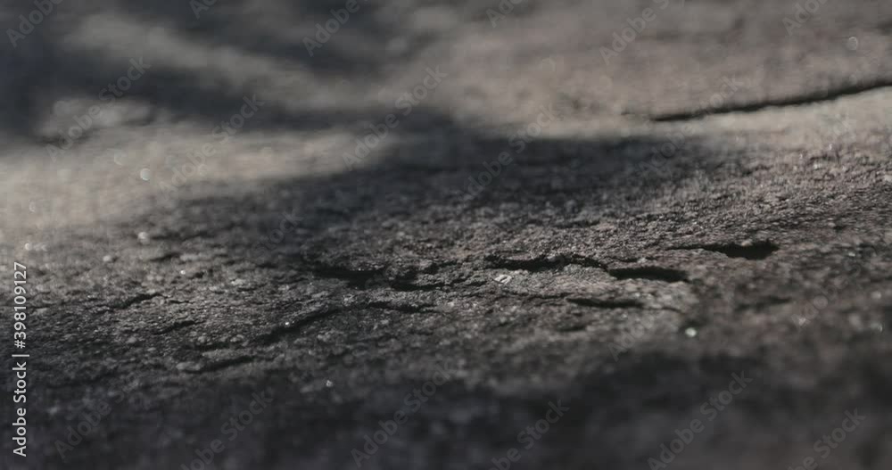 Plant shadows on jungle floor, Focus shifting on the sunny ground - still view Plant shadows on jungle floor, Focus shifting on the sunny ground - still view