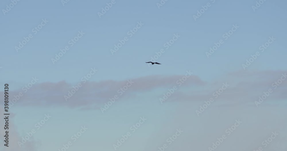 Bird flying over the skies of Serra da Bocaina, Brazil - handheld, tilt view Bird flying over the skies of Serra da Bocaina, Brazil - handheld, tilt view