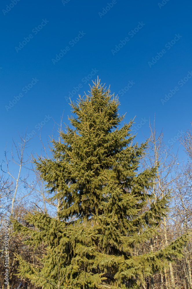 Obraz premium Pine Trees in a Forest