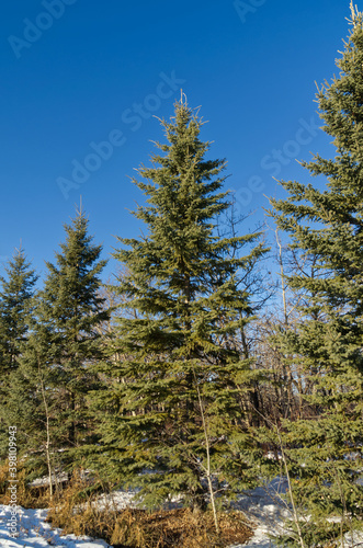Pine Trees in a Forest