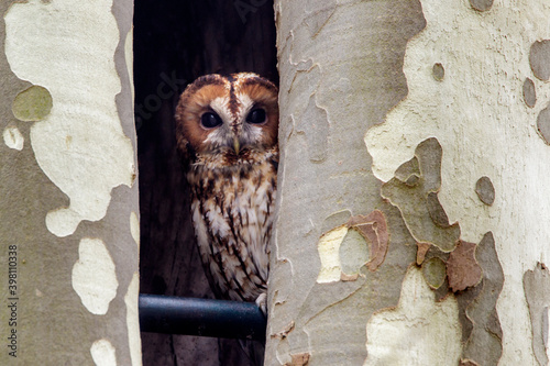 Waldkauz (Strix aluco) photo