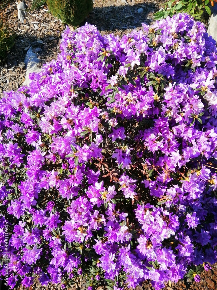 Obraz premium very beautiful blooming Rhododendron with small purple flowers in a Sunny spring garden on blurred background. Flower Wallpaper