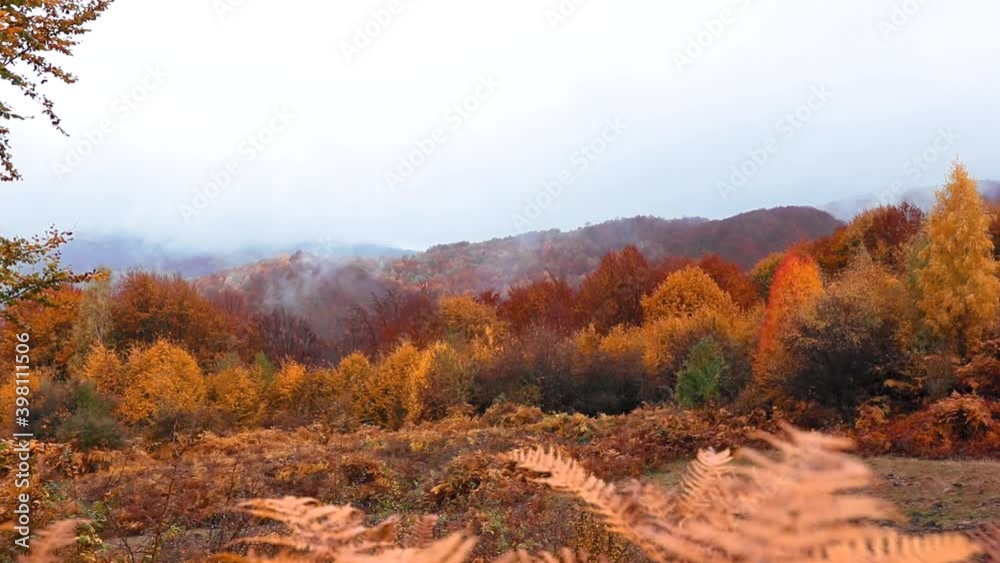 Amazing autumn landscape in a rainy day with colored leaves and fog Amazing autumn landscape in a rainy day with colored leaves and fog