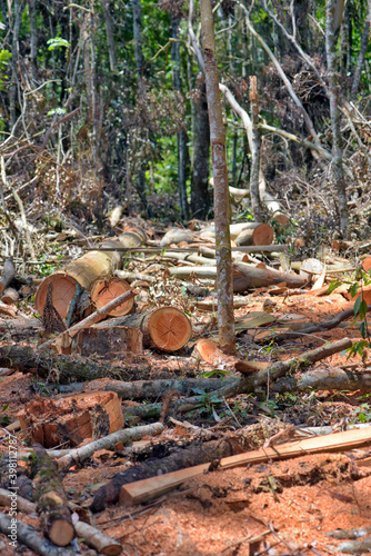 Deforestation: freshly sawn trees fallen on the forest floor