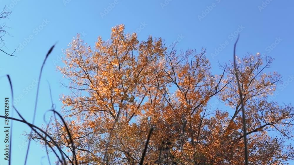 The tree with yellow leaves in autumn season The tree with yellow leaves in autumn season