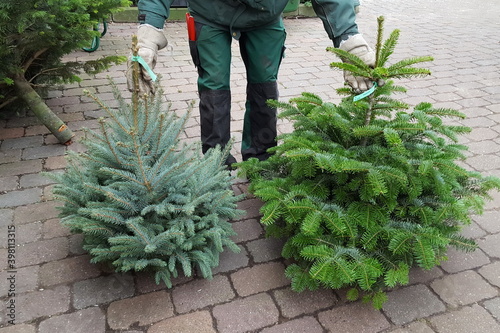 Verkäufer zeigt Weihnachtsbäume - Angebot Blautanne und Nordmanntanne, Tannenbaum kaufen für Weihnachten