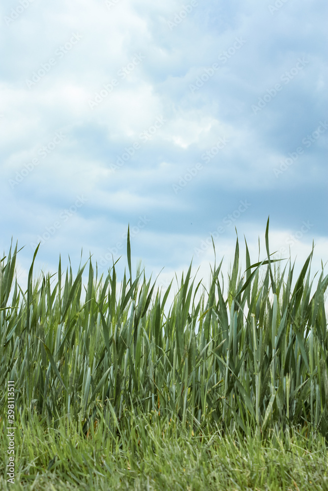 High green Grass in front of blue sky as a background and space for text 