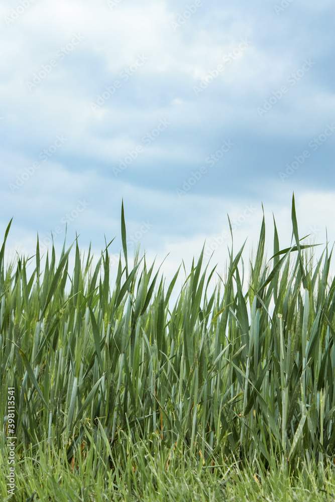 High green Grass in front of blue sky as a background and space for text High green Grass in front of blue sky as a background and space for text