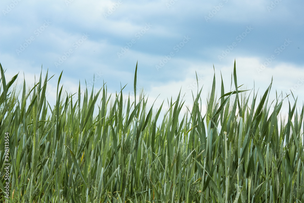 High green Grass in front of blue sky as a background and space for text 