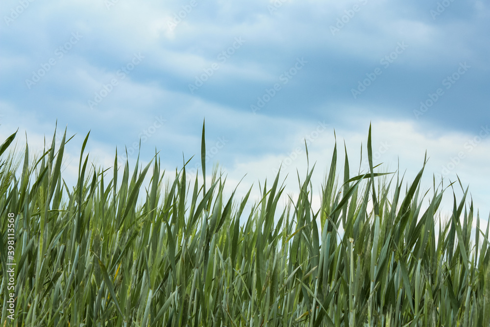 High green Grass in front of blue sky as a background and space for text High green Grass in front of blue sky as a background and space for text