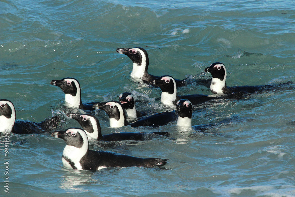 African penguins of Boulders Beach Simon Town near Cape Town African penguins of Boulders Beach Simon Town near Cape Town