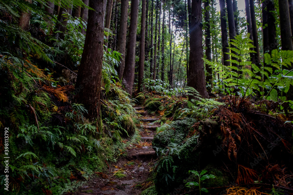 Fototapeta premium Trail in the jungle forest of the azores islands on a rainy day
