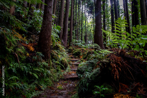Trail in the jungle forest of the azores islands on a rainy day © Stefanie