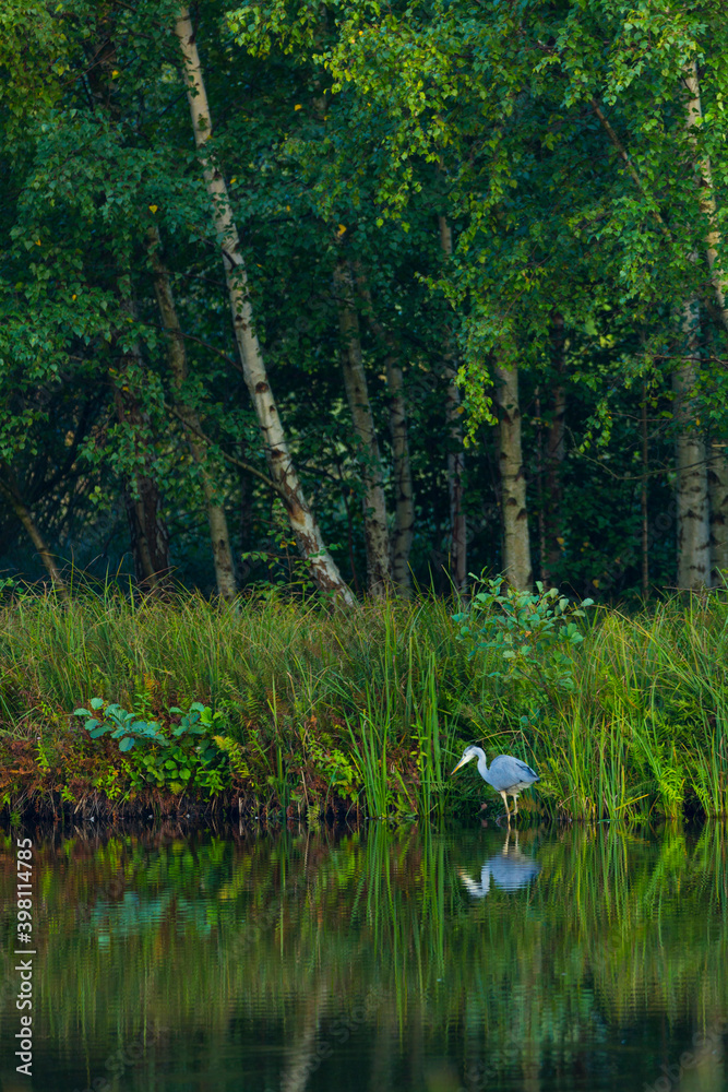 Obraz premium GREY HERON Ardea cinerea