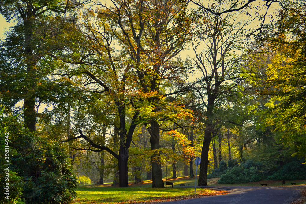 Old park with huge beech trees.