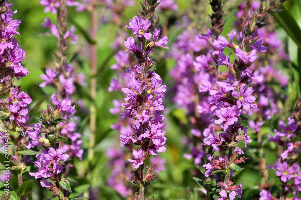 Lythrum salicaria grows on the riverbank Lythrum salicaria grows on the riverbank