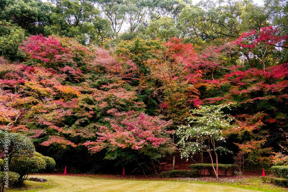 Naklejka premium 新飯塚の紅葉