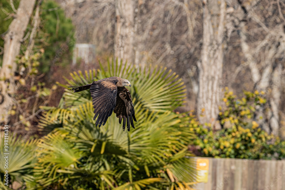 PIGARGO VOCINGLERO o AGUILA PESCADORA AFRICANA (Haliaeetus vocifer), PIGARGO VOCINGLERO o AGUILA PESCADORA AFRICANA (Haliaeetus vocifer),