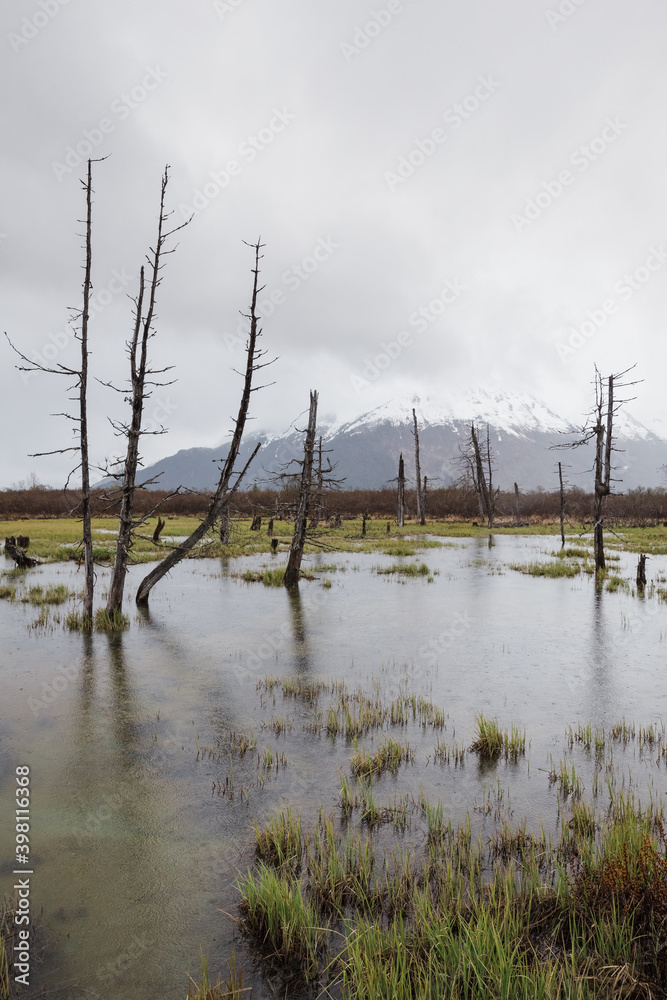 Vertical shot of marsh with dead trees and snowy mountains in distance. Rainy autumn day in Alaska. Vertical shot of marsh with dead trees and snowy mountains in distance. Rainy autumn day in Alaska.