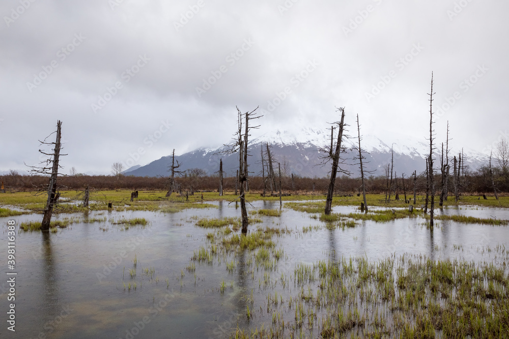 Bare trees in pond with snowy mountains in distance. Rainy autumn day in Alaska. Bare trees in pond with snowy mountains in distance. Rainy autumn day in Alaska.