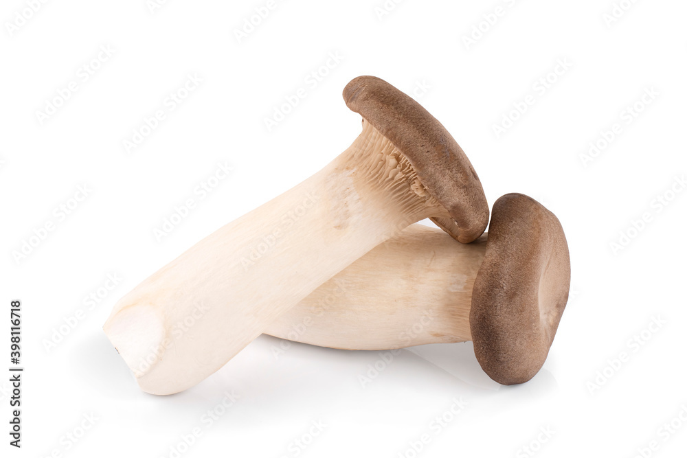 Pleurotus eryngii mushrooms on white background Pleurotus eryngii mushrooms on white background