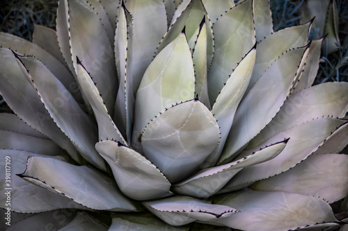 Whales Tongue Century Plant